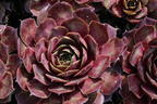 Hauswurz / Dachwurz Big Sam 'Commander Hay' - Sempervivum tectorum Big Sam 'Commander Hay'