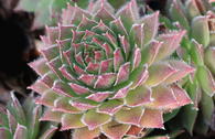 Hauswurz / Dachwurz Big Sam 'Coral Gray'