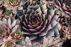 Hauswurz / Dachwurz Big Sam 'Pink Pomelo' - Sempervivum tectorum Big Sam 'Pink Pomelo'