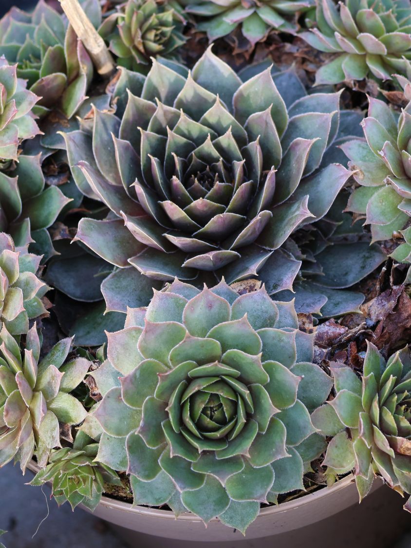 Hauswurz / Dachwurz Big Sam 'Pink Pomelo' - Sempervivum tectorum Big Sam 'Pink Pomelo'