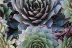 Hauswurz / Dachwurz Big Sam 'Pink Pomelo' - Sempervivum tectorum Big Sam 'Pink Pomelo'