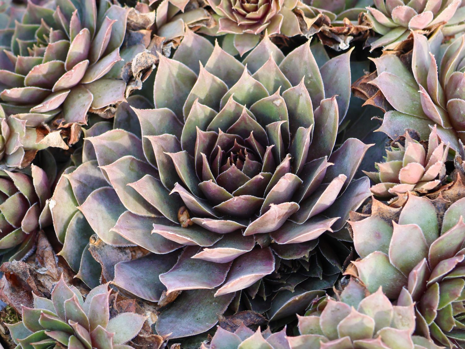 Hauswurz / Dachwurz Big Sam 'Pink Pomelo' - Sempervivum tectorum Big Sam 'Pink Pomelo'