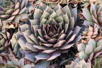 Hauswurz / Dachwurz Big Sam 'Pink Pomelo' - Sempervivum tectorum Big Sam 'Pink Pomelo'
