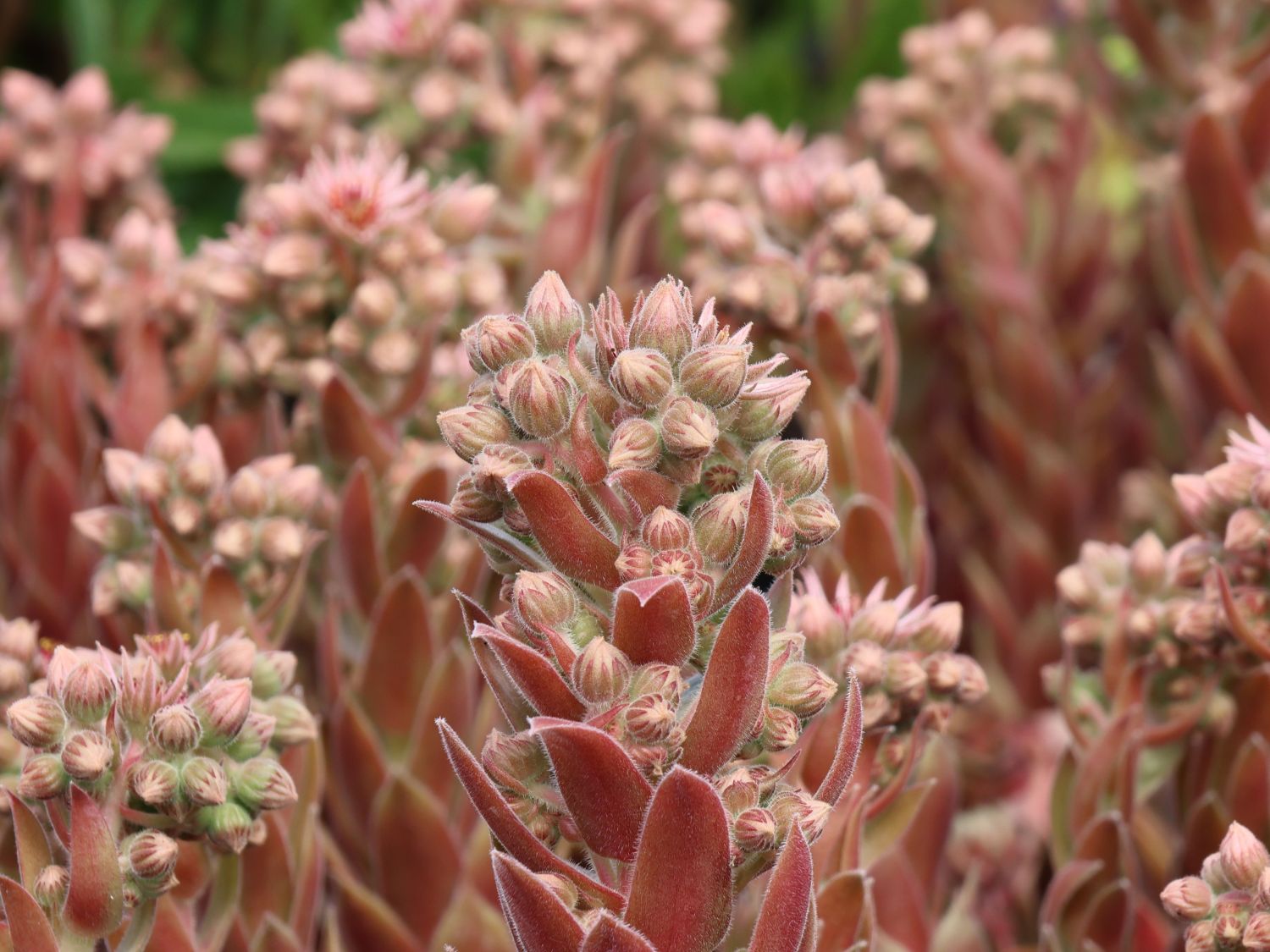 Hauswurz / Dachwurz Big Sam 'Pink Pomelo' - Sempervivum tectorum Big Sam 'Pink Pomelo'