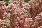 Hauswurz / Dachwurz Big Sam 'Pink Pomelo' - Sempervivum tectorum Big Sam 'Pink Pomelo'
