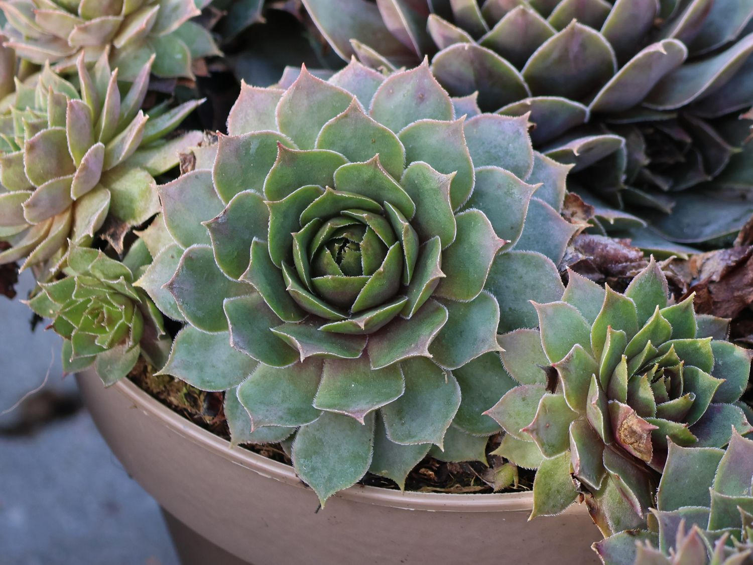 Hauswurz / Dachwurz Big Sam 'Pink Pomelo' - Sempervivum tectorum Big Sam 'Pink Pomelo'