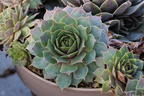 Hauswurz / Dachwurz Big Sam 'Pink Pomelo' - Sempervivum tectorum Big Sam 'Pink Pomelo'