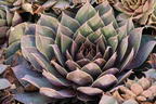 Hauswurz / Dachwurz Big Sam 'Pink Pomelo' - Sempervivum tectorum Big Sam 'Pink Pomelo'