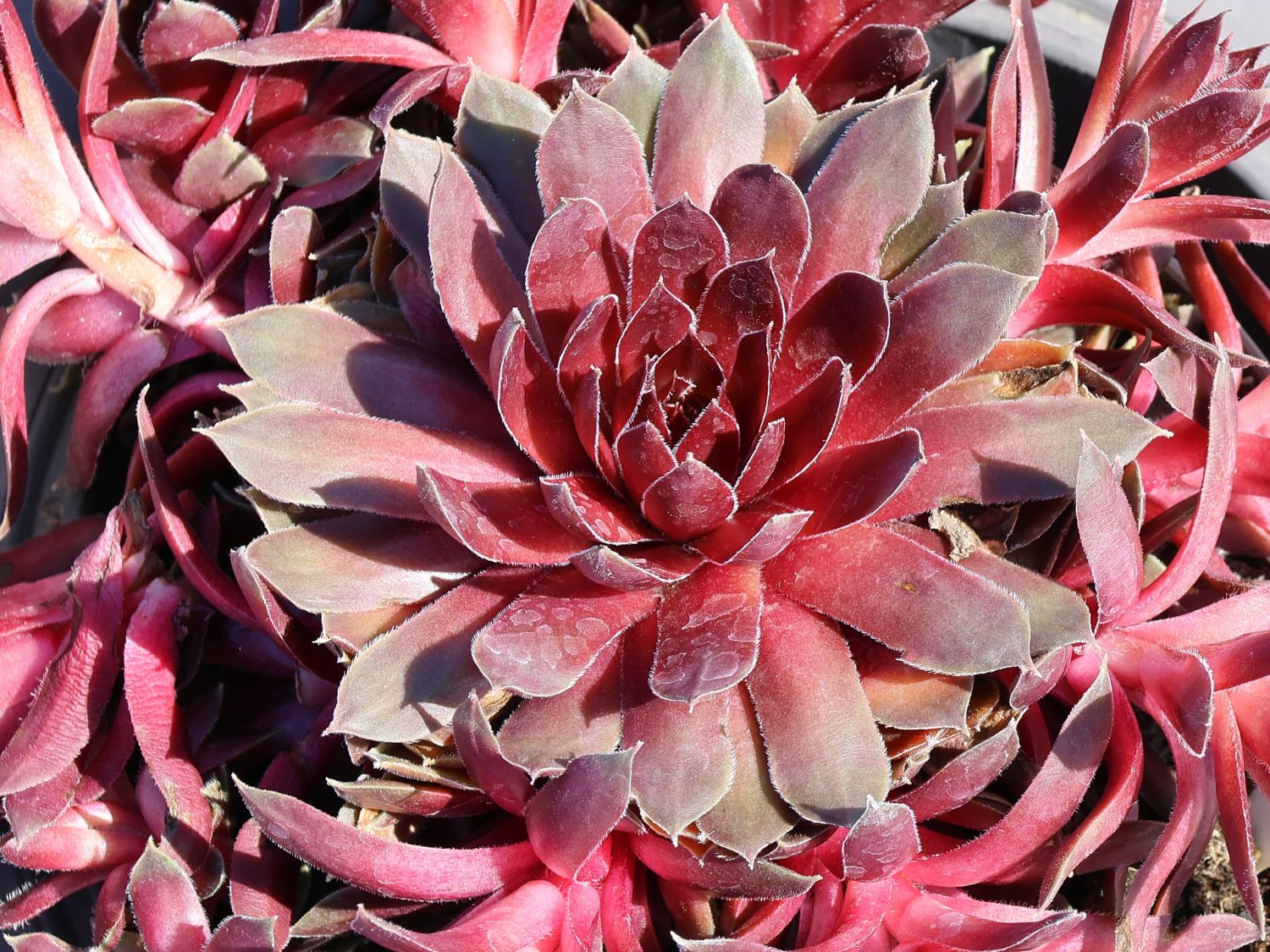 Hauswurz / Dachwurz Big Sam 'Pink Pomelo' - Sempervivum tectorum Big Sam 'Pink Pomelo'