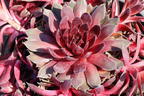Hauswurz / Dachwurz Big Sam 'Pink Pomelo' - Sempervivum tectorum Big Sam 'Pink Pomelo'