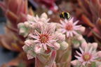 Hauswurz / Dachwurz Big Sam 'Pink Pomelo' - Sempervivum tectorum Big Sam 'Pink Pomelo'