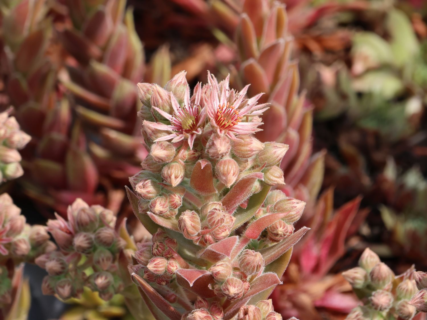 Hauswurz / Dachwurz Big Sam 'Pink Pomelo' - Sempervivum tectorum Big Sam 'Pink Pomelo'