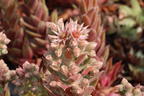Hauswurz / Dachwurz Big Sam 'Pink Pomelo' - Sempervivum tectorum Big Sam 'Pink Pomelo'