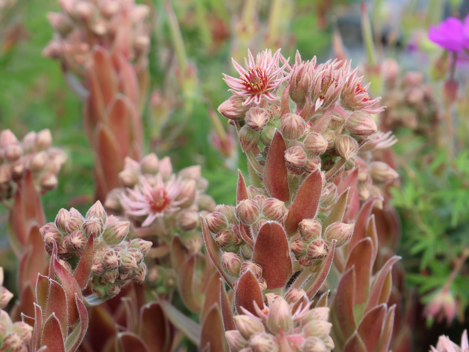 Hauswurz / Dachwurz Big Sam 'Pink Pomelo' - Sempervivum tectorum Big Sam 'Pink Pomelo'