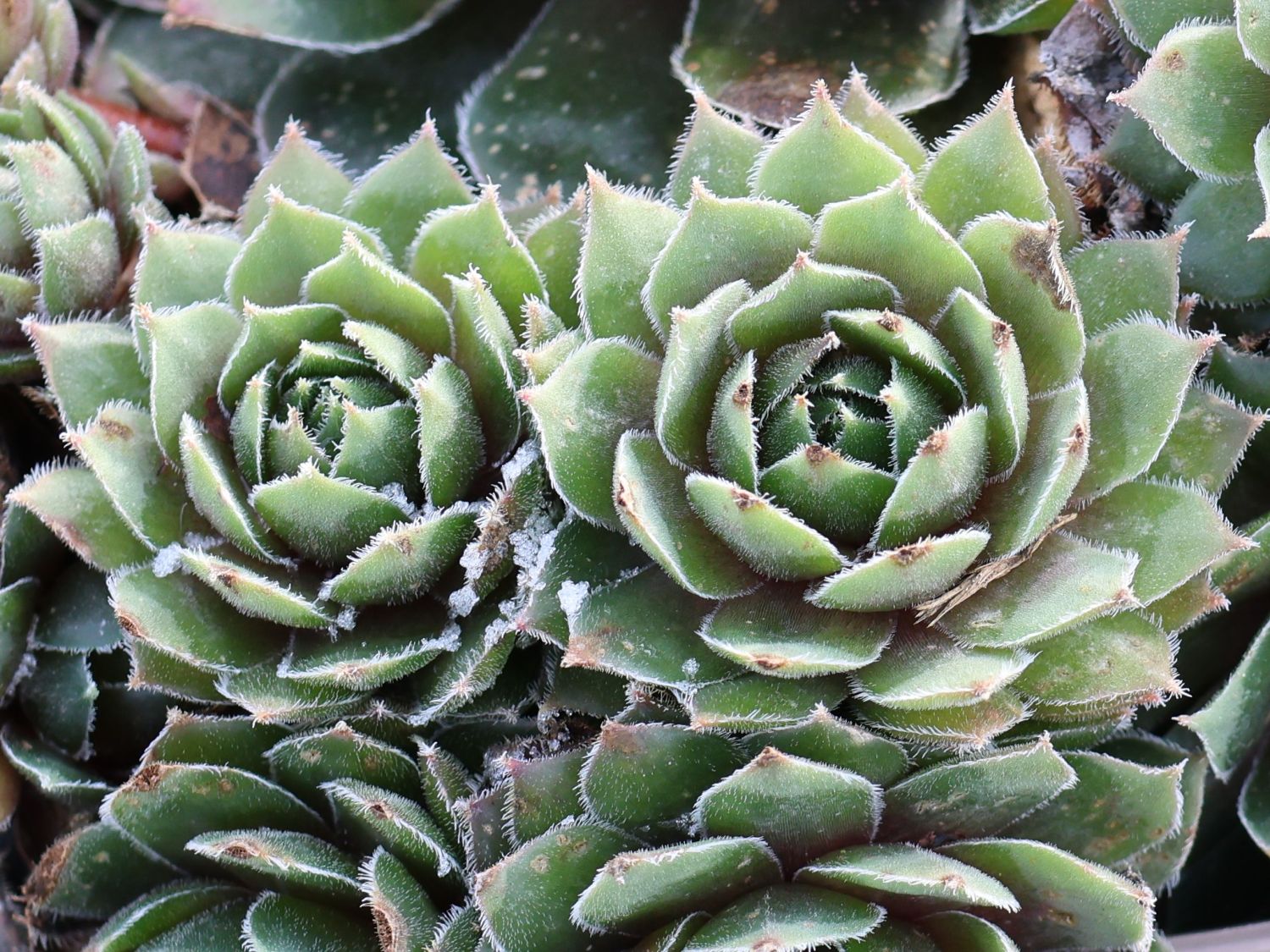 Hauswurz / Dachwurz Big Sam 'Purple Quartz' - Sempervivum tectorum Big Sam 'Purple Quartz'