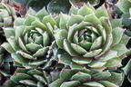Hauswurz / Dachwurz Big Sam 'Purple Quartz' - Sempervivum tectorum Big Sam 'Purple Quartz'