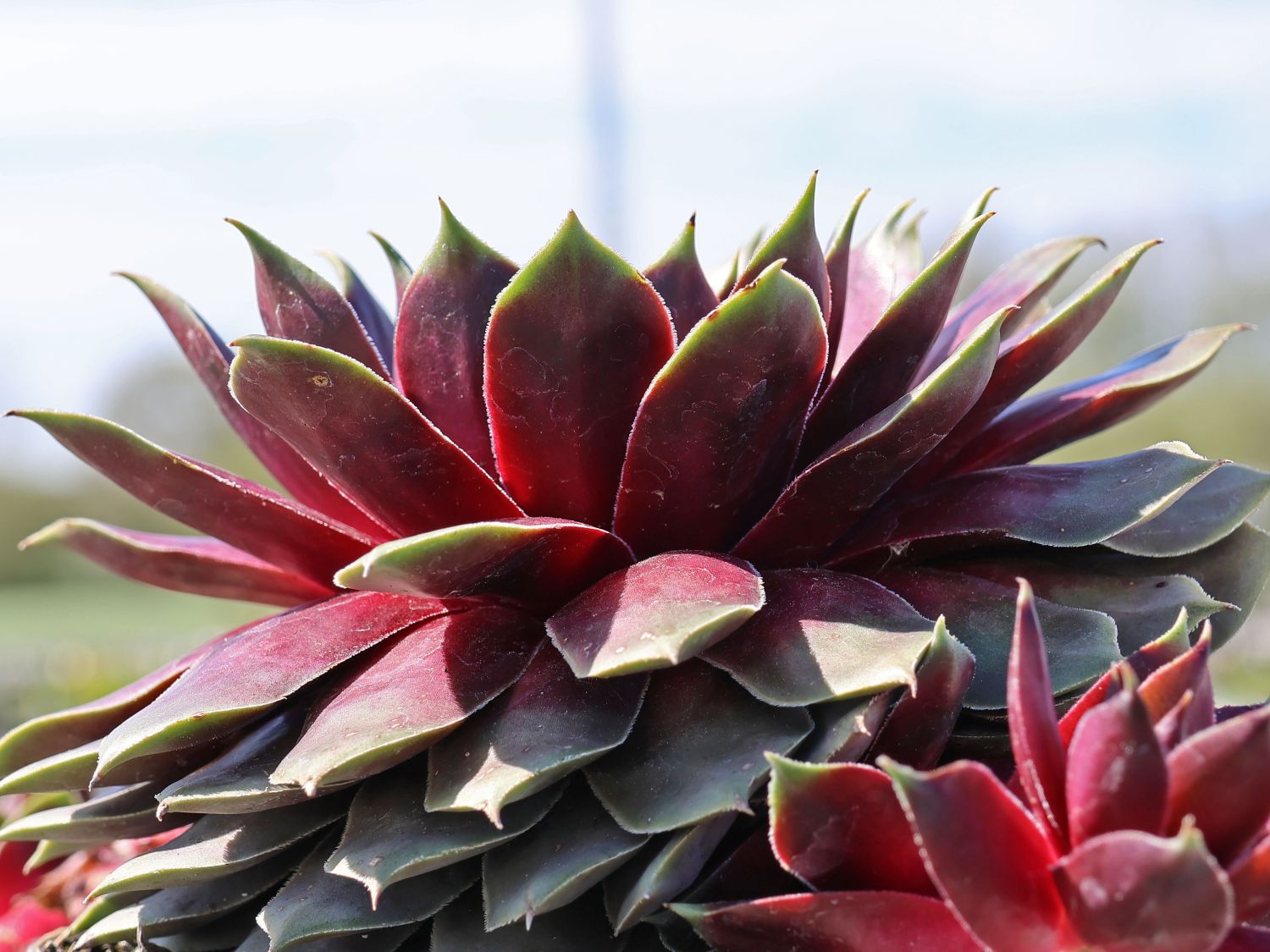 Hauswurz / Dachwurz Big Sam 'Purple Quartz' - Sempervivum tectorum Big Sam 'Purple Quartz'
