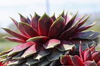 Hauswurz / Dachwurz Big Sam 'Purple Quartz' - Sempervivum tectorum Big Sam 'Purple Quartz'