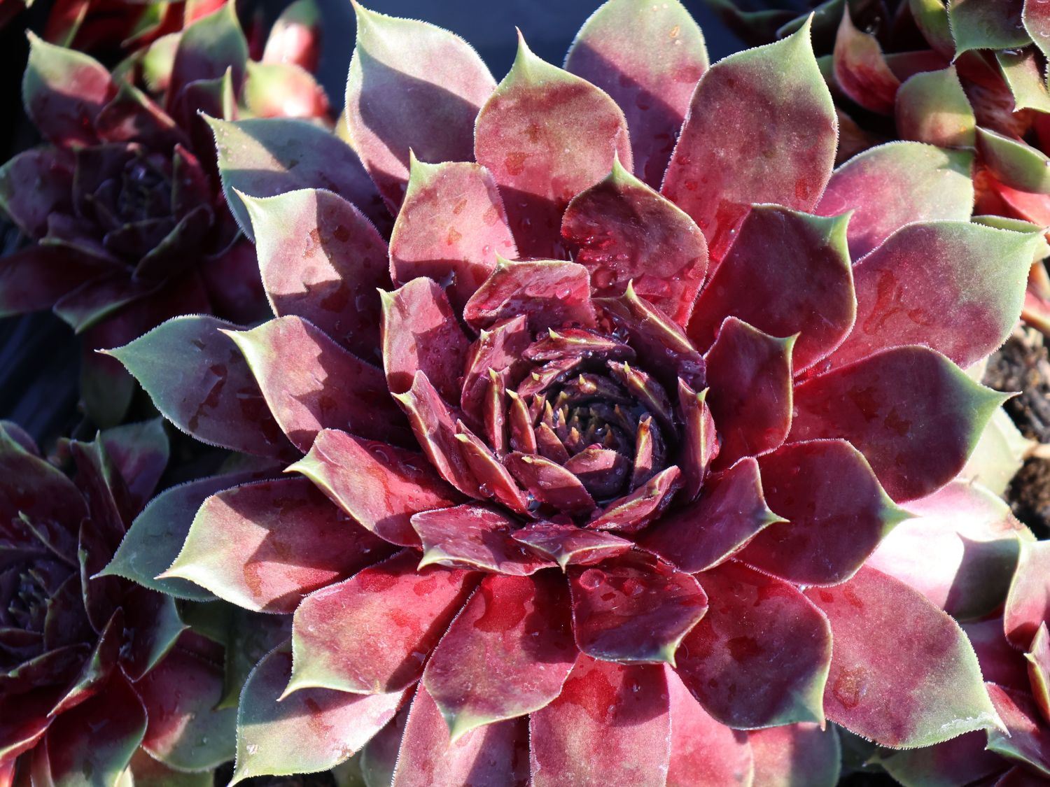 Hauswurz / Dachwurz Big Sam 'Purple Quartz' - Sempervivum tectorum Big Sam 'Purple Quartz'