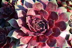 Hauswurz / Dachwurz Big Sam 'Purple Quartz' - Sempervivum tectorum Big Sam 'Purple Quartz'