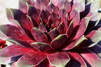 Hauswurz / Dachwurz Big Sam 'Purple Quartz' - Sempervivum tectorum Big Sam 'Purple Quartz'