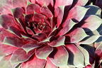 Hauswurz / Dachwurz Big Sam 'Purple Quartz' - Sempervivum tectorum Big Sam 'Purple Quartz'