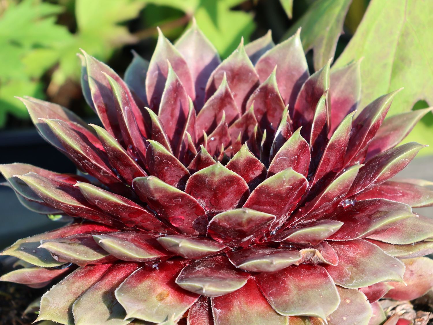 Hauswurz / Dachwurz Big Sam 'Purple Quartz' - Sempervivum tectorum Big Sam 'Purple Quartz'