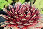 Hauswurz / Dachwurz Big Sam 'Purple Quartz' - Sempervivum tectorum Big Sam 'Purple Quartz'