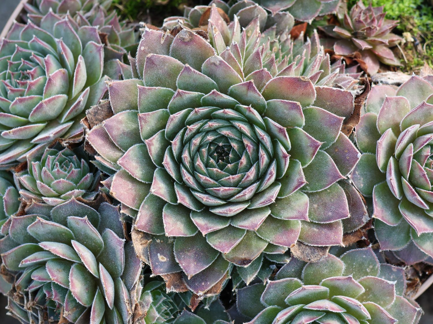 Hauswurz / Dachwurz Big Sam 'Purple Quartz' - Sempervivum tectorum Big Sam 'Purple Quartz'