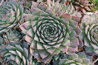 Hauswurz / Dachwurz Big Sam 'Purple Quartz' - Sempervivum tectorum Big Sam 'Purple Quartz'
