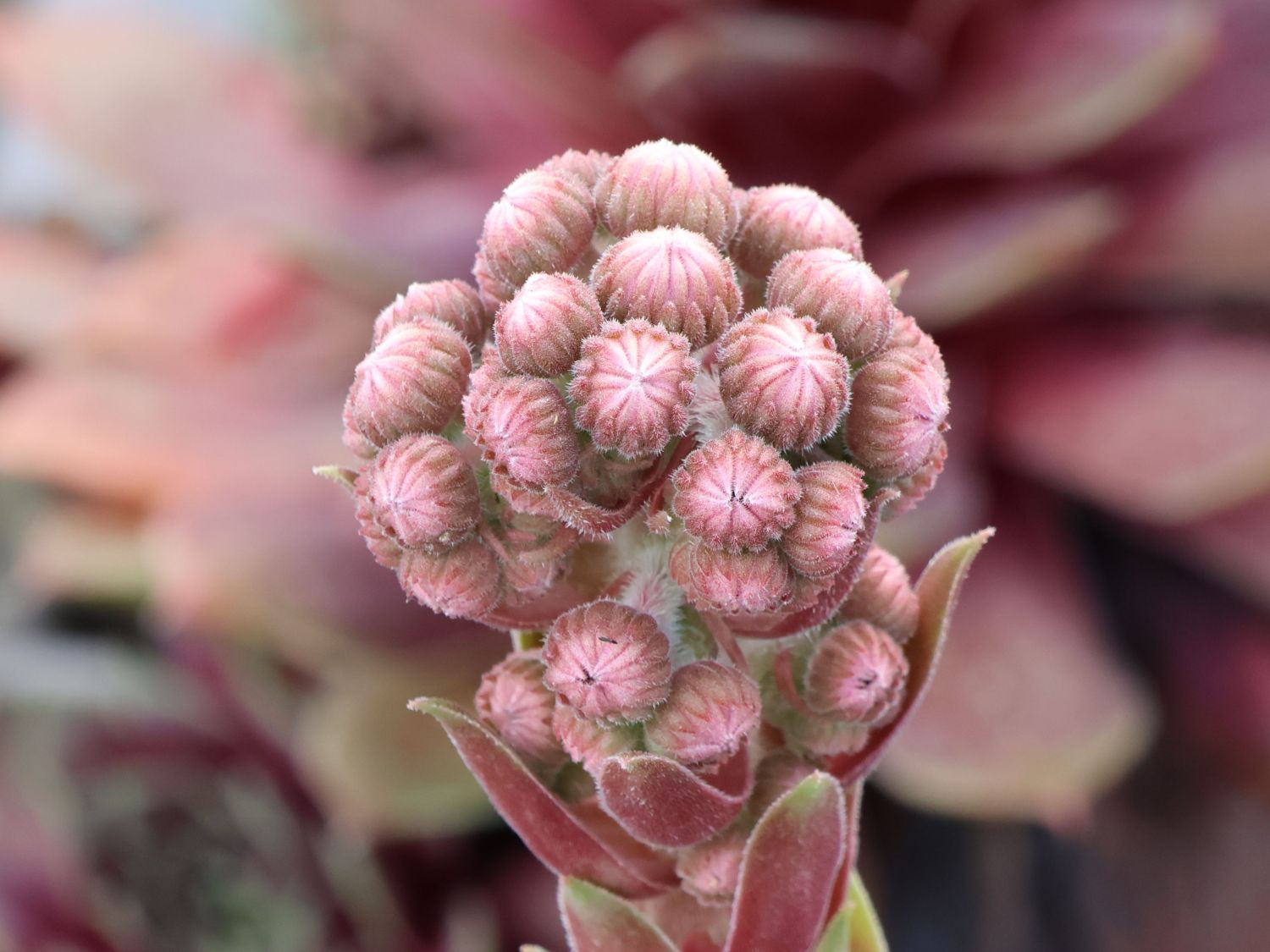 Hauswurz / Dachwurz Big Sam 'Purple Quartz' - Sempervivum tectorum Big Sam 'Purple Quartz'