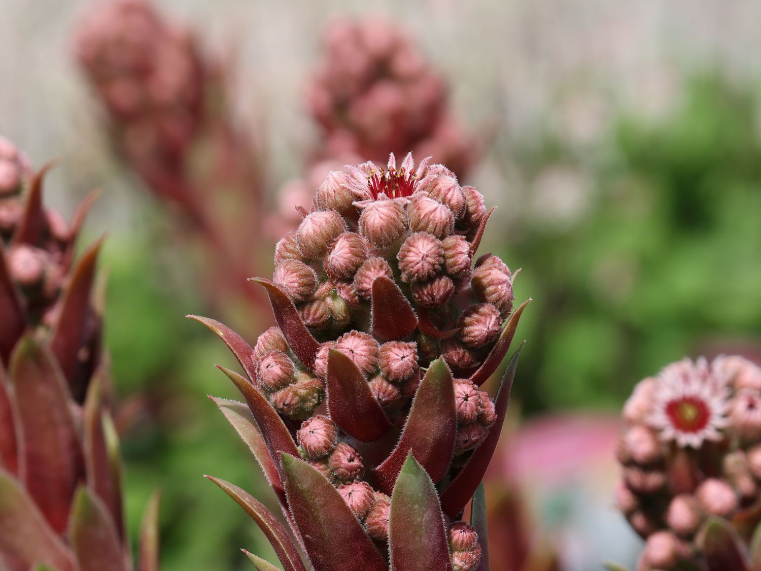 Hauswurz / Dachwurz Big Sam 'Purple Quartz' - Sempervivum tectorum Big Sam 'Purple Quartz'