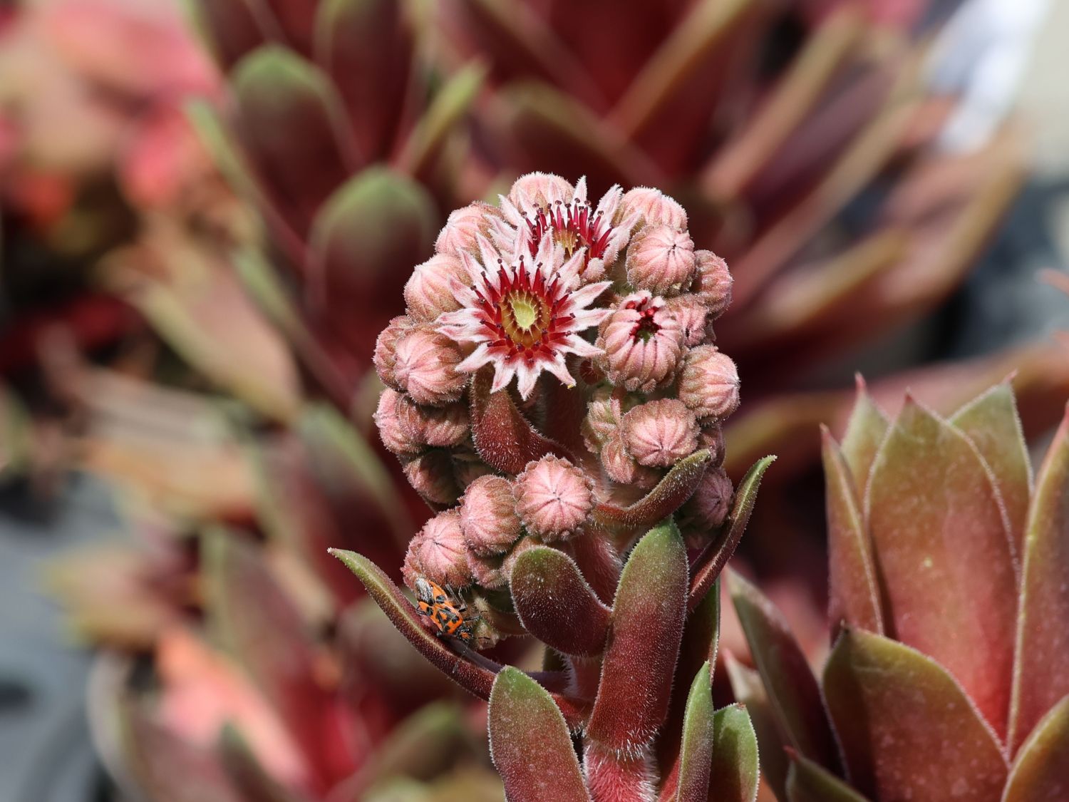 Hauswurz / Dachwurz Big Sam 'Purple Quartz' - Sempervivum tectorum Big Sam 'Purple Quartz'