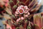 Hauswurz / Dachwurz Big Sam 'Purple Quartz' - Sempervivum tectorum Big Sam 'Purple Quartz'