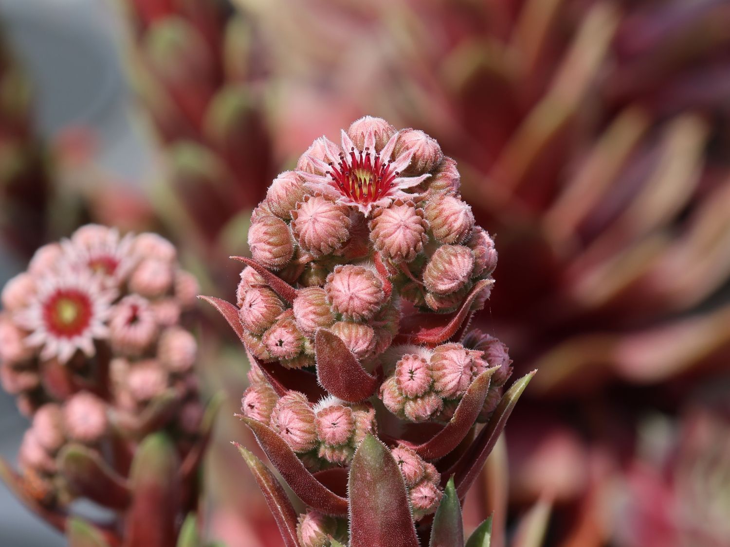 Hauswurz / Dachwurz Big Sam 'Purple Quartz' - Sempervivum tectorum Big Sam 'Purple Quartz'