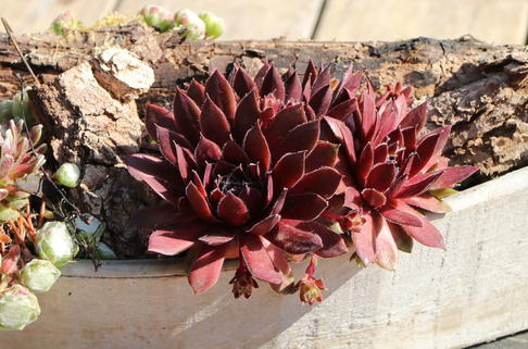 Hauswurz 'Granat' - Sempervivum x cultorum 'Granat'