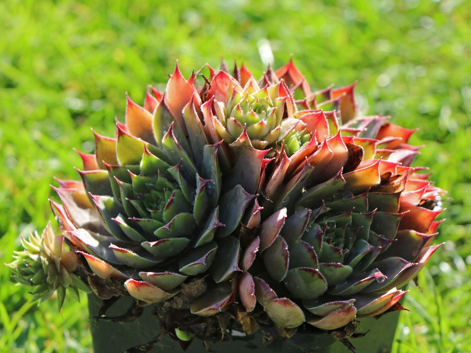Hauswurz 'Lipari' - Sempervivum x cultorum 'Lipari'