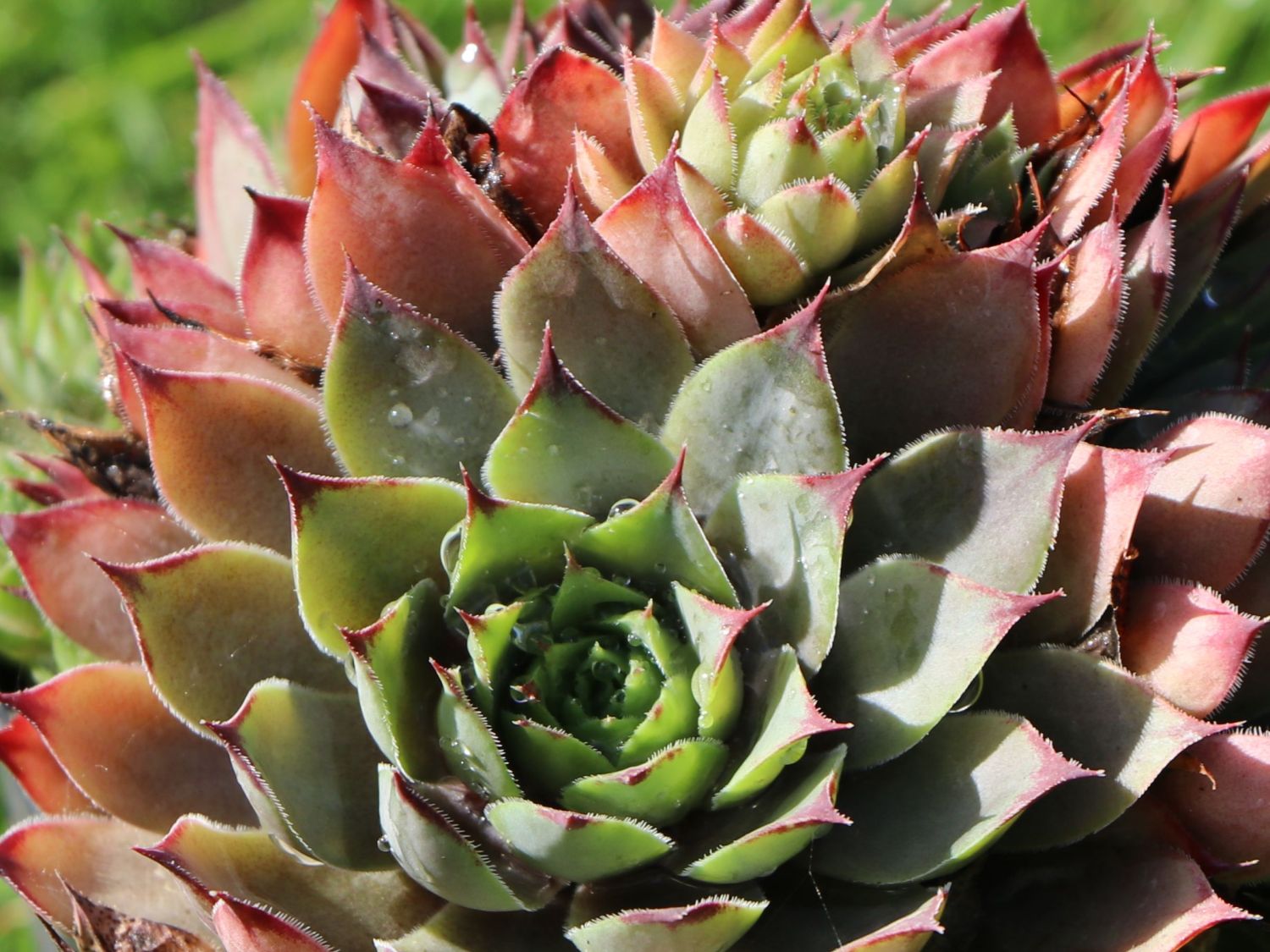 Hauswurz 'Lipari' - Sempervivum x cultorum 'Lipari'