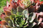 Hauswurz 'Lipari' - Sempervivum x cultorum 'Lipari'