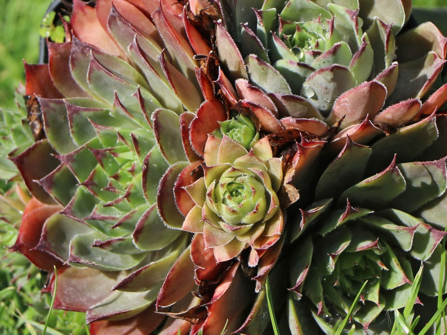 Hauswurz 'Lipari' - Sempervivum x cultorum 'Lipari'
