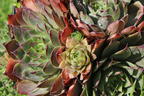 Hauswurz 'Lipari' - Sempervivum x cultorum 'Lipari'
