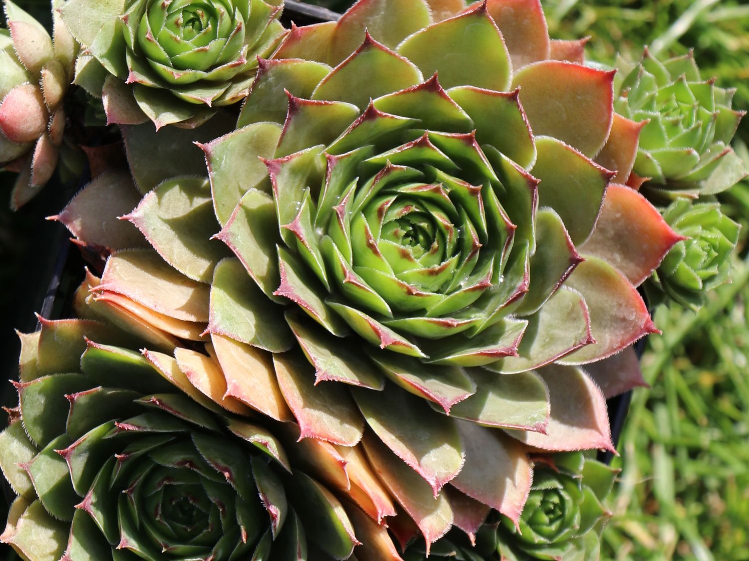 Hauswurz 'Lipari' - Sempervivum x cultorum 'Lipari'