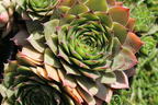 Hauswurz 'Lipari' - Sempervivum x cultorum 'Lipari'