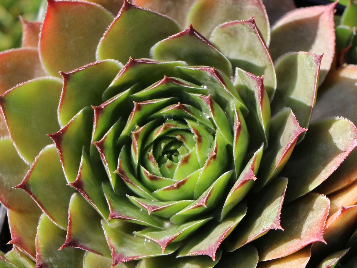 Hauswurz 'Lipari' - Sempervivum x cultorum 'Lipari'