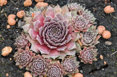 Hauswurz 'Pilatus' - Sempervivum marmoreum 'Pilatus'