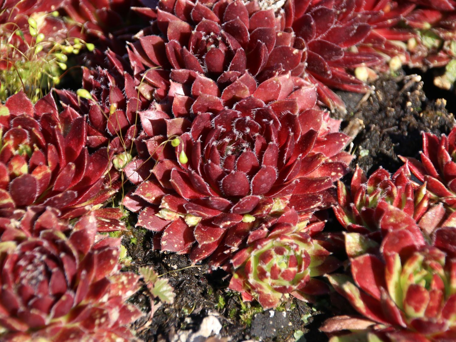 Hauswurz 'Red Papaver'
