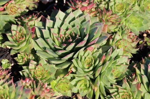 Hauswurz 'Simplonstern' - Sempervivum x cultorum 'Simplonstern'