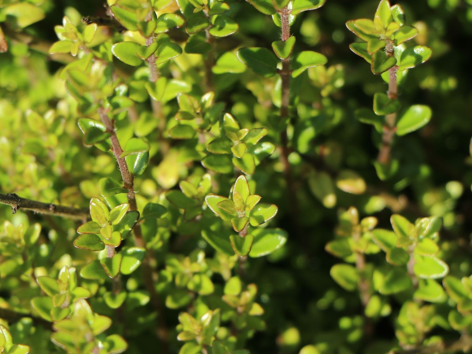 Heckenmyrte / Immergrüne Heckenkirsche 'Tidy Tips' - Lonicera nitida 'Tidy Tips'