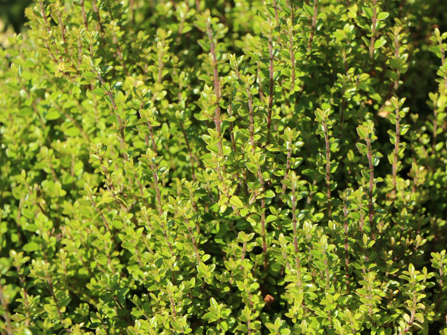 Heckenmyrte / Immergrüne Heckenkirsche 'Tidy Tips' - Lonicera nitida 'Tidy Tips'