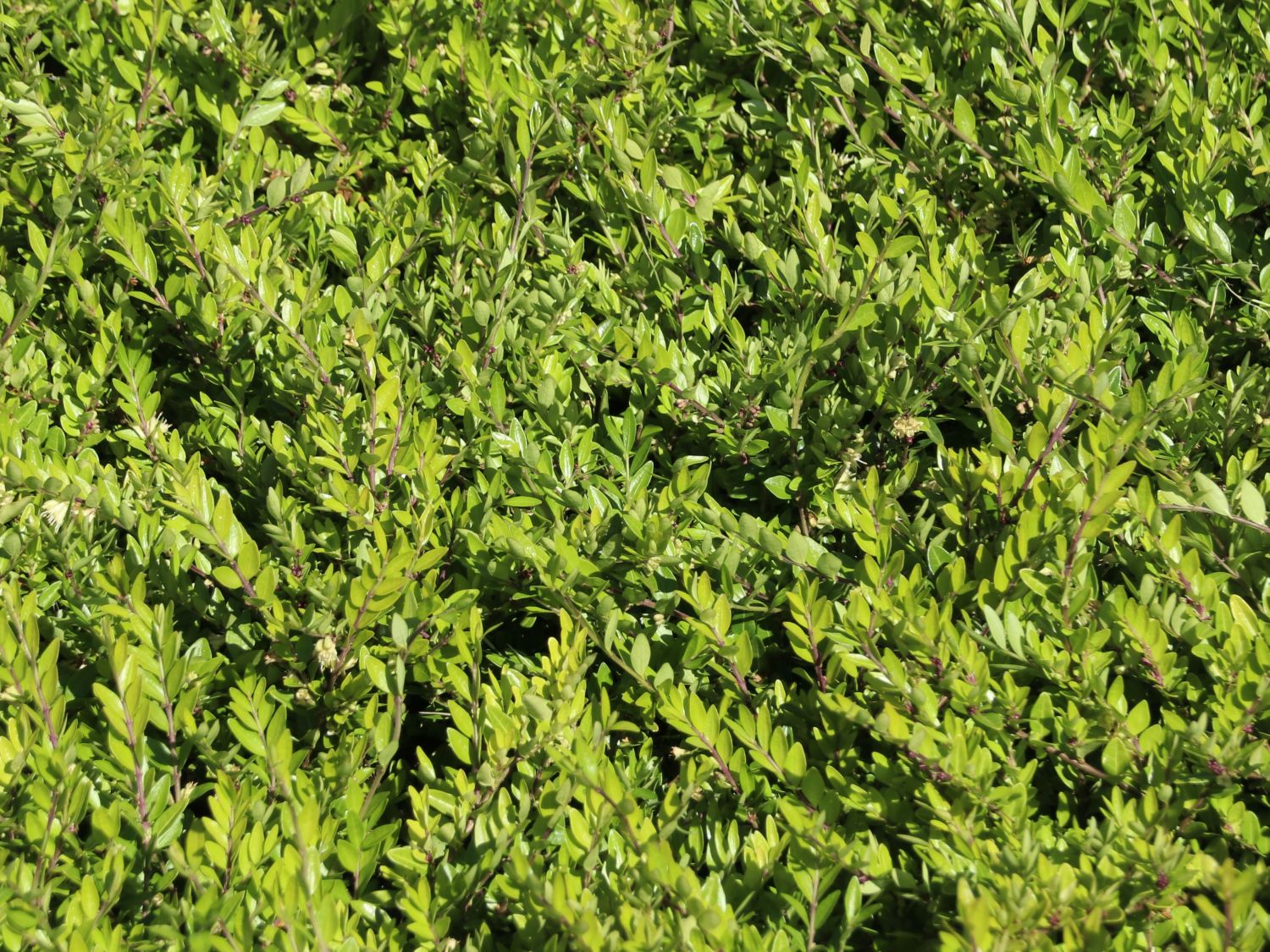 Heckenmyrte 'Maigrün' - Lonicera nitida 'Maigrün'